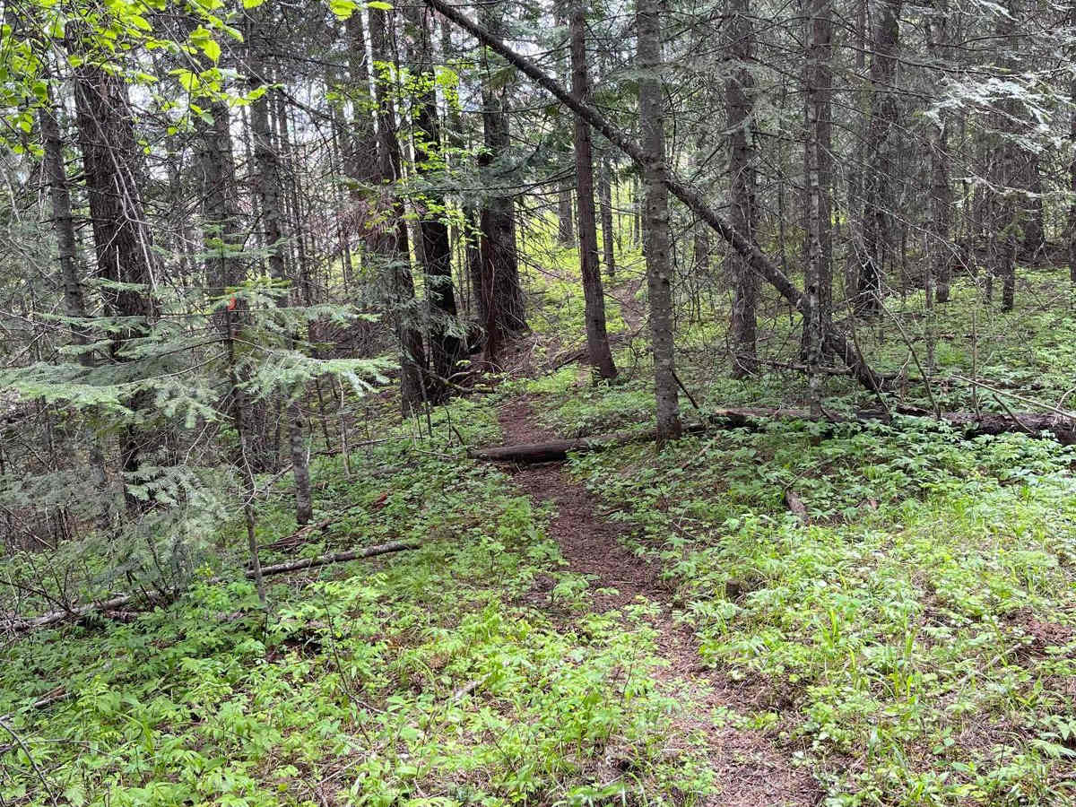 Forest Service Rd 3320E West photo 5
