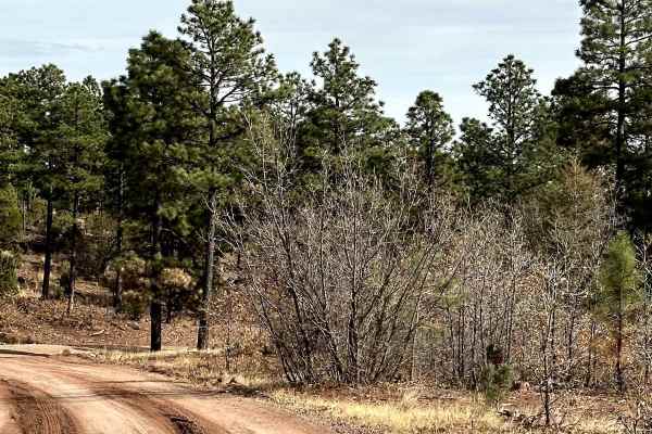 Red Canyon Campground