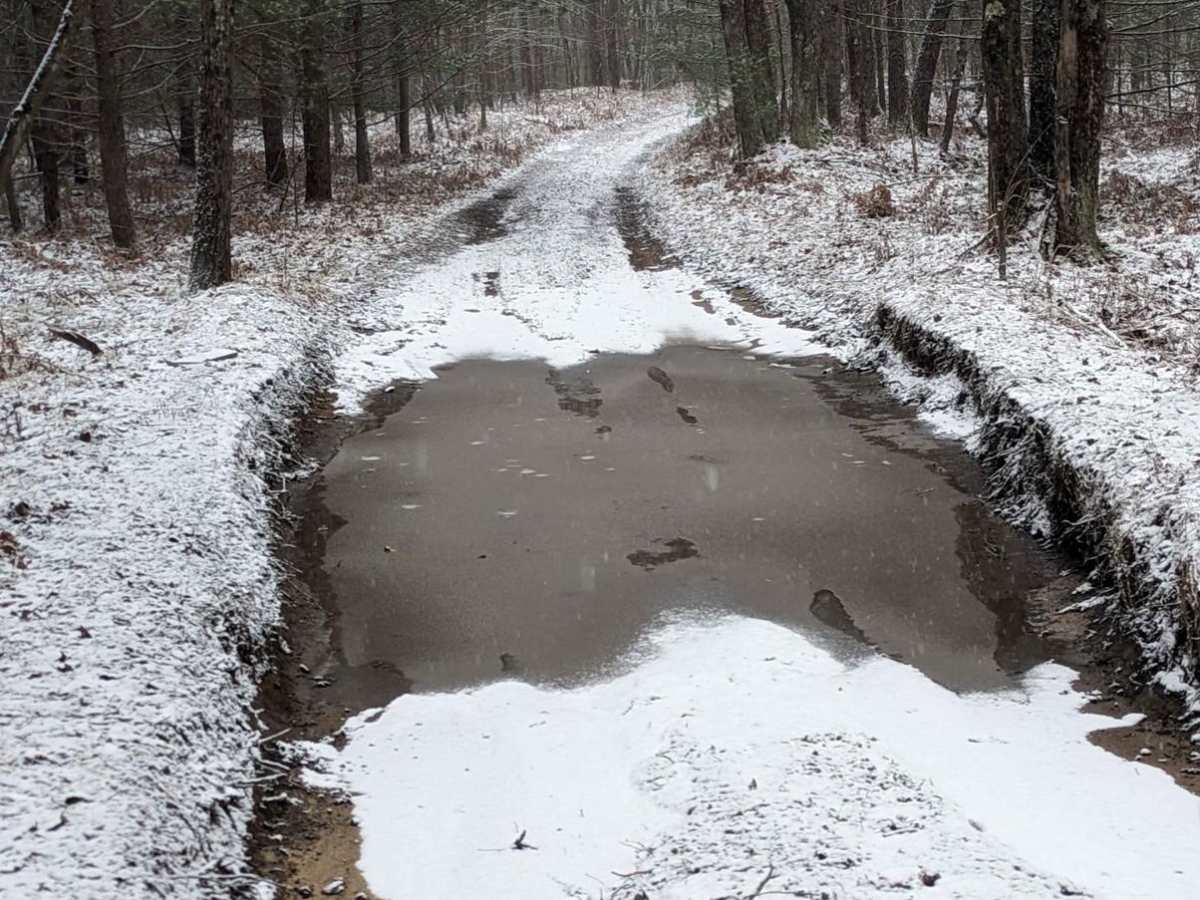 Forest Road 5043 photo 4