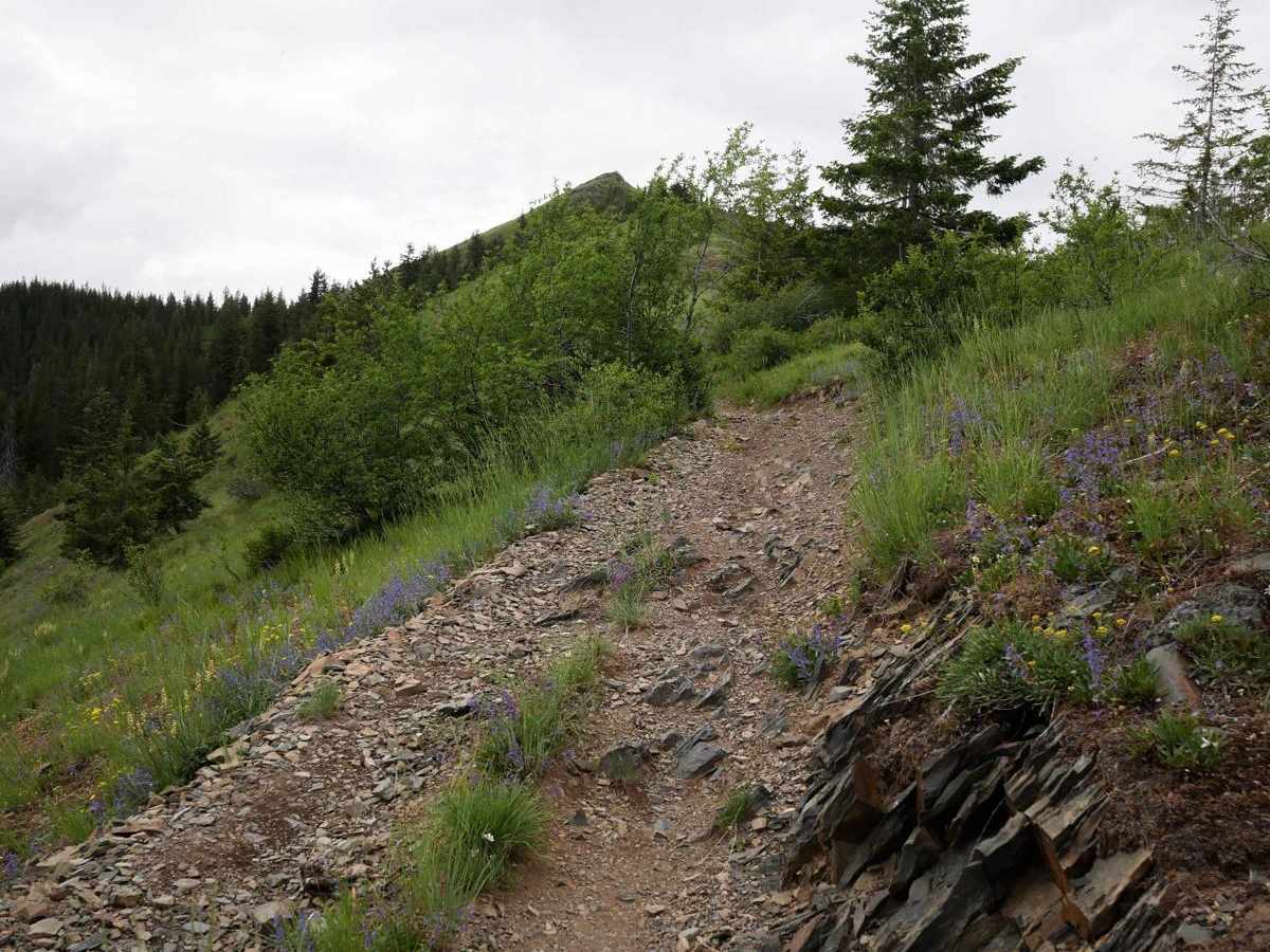 St Joe Divide NRT ATV (Slate Creek to Dam Creek) photo 4