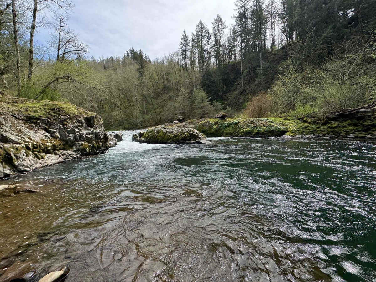 North Fork Trask River Road photo 3