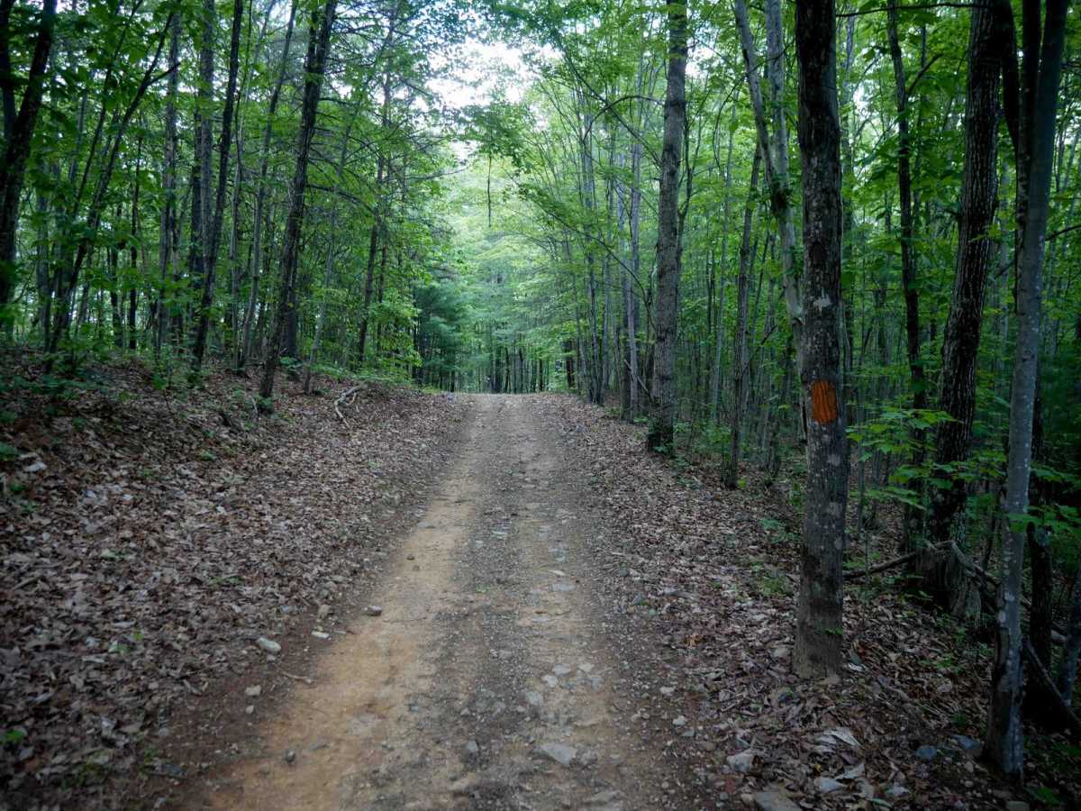 Piney trail photo