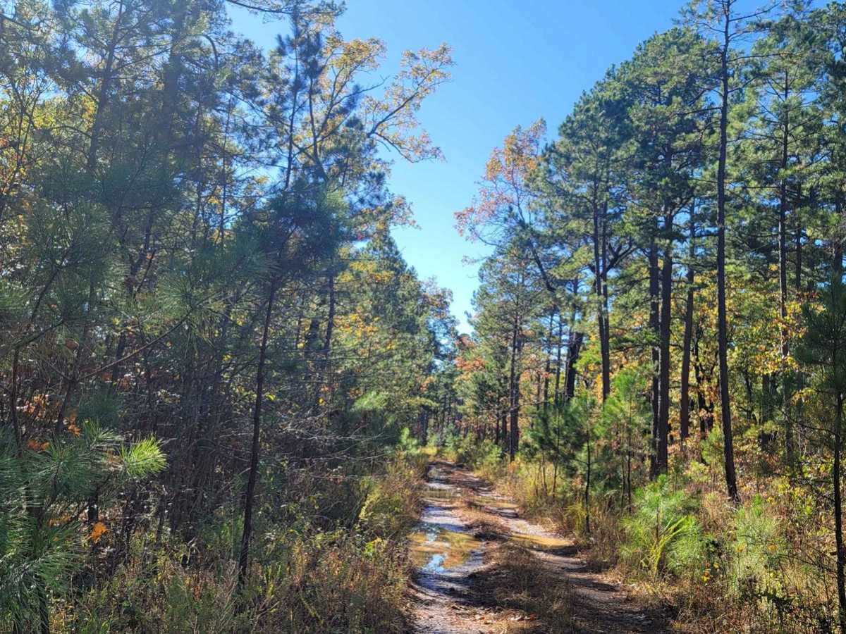 Jones Camp photo 6