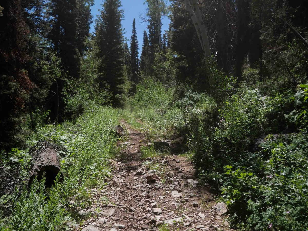 Eightmile #3446  photo 3