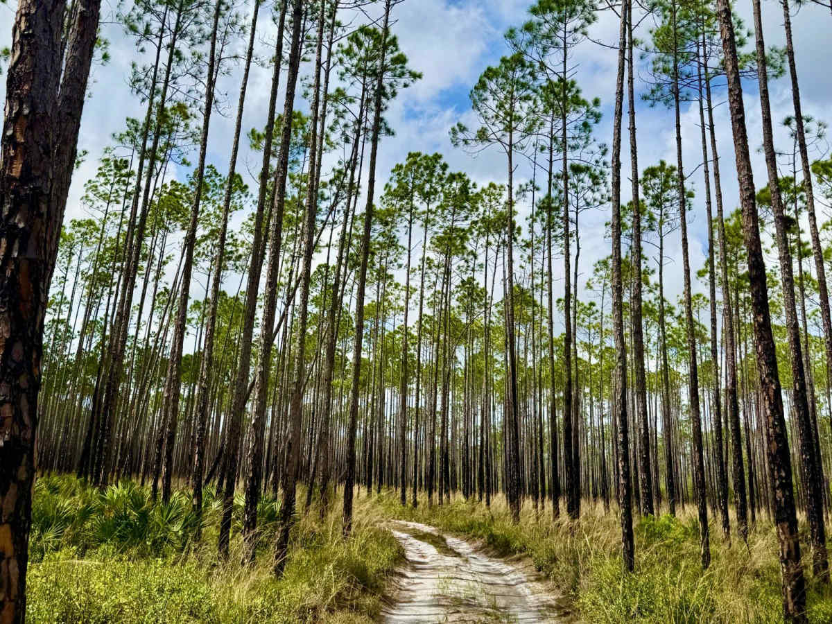 Bear Road- FS 111-E photo 2