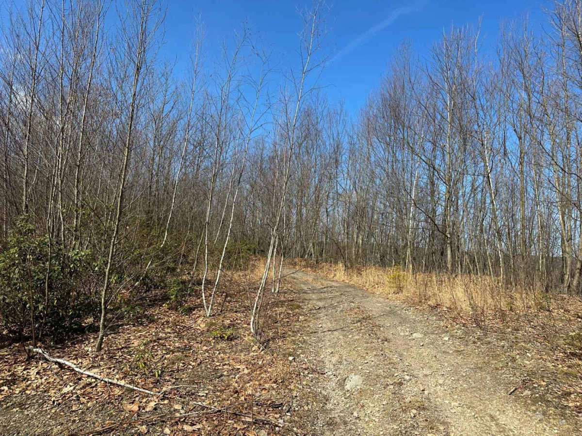 Locust Gap 33 photo 4
