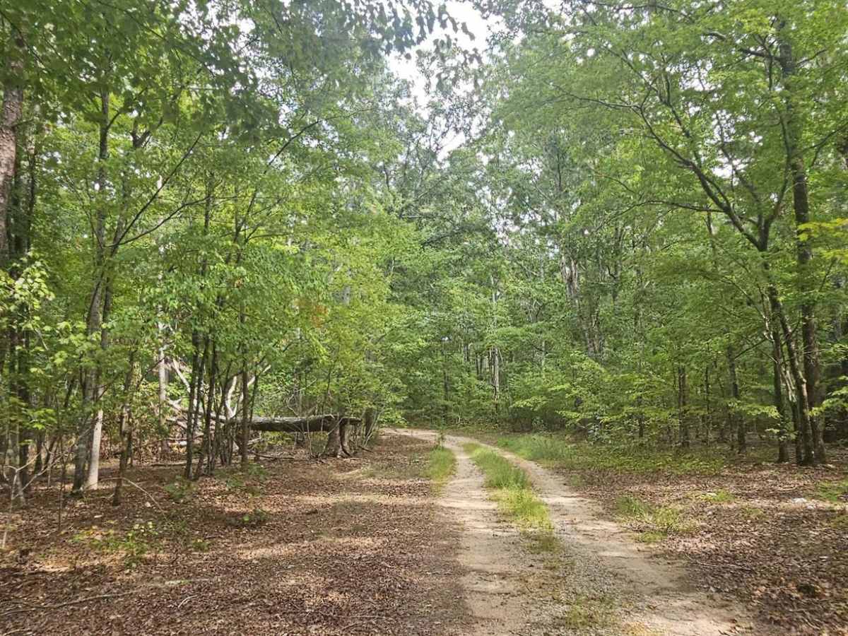 Bernett Road - FS 668/668A trail photo