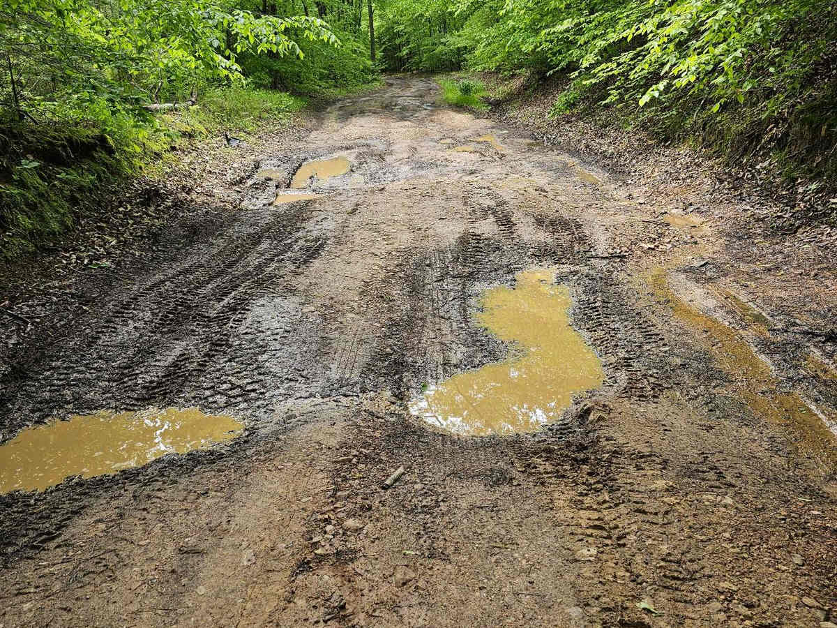 Forest Service Road 403 photo 3