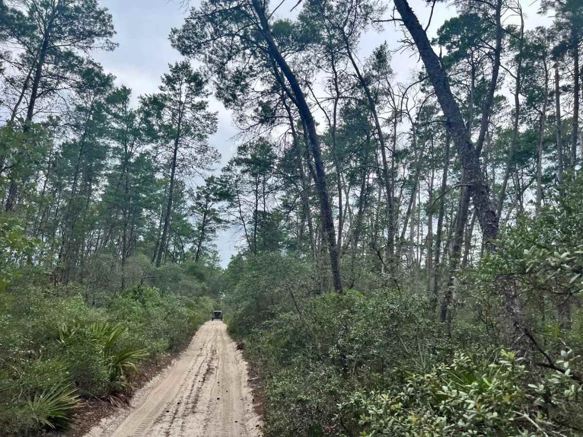 Ocala National Forest | Trail 38-2.3 photo 5