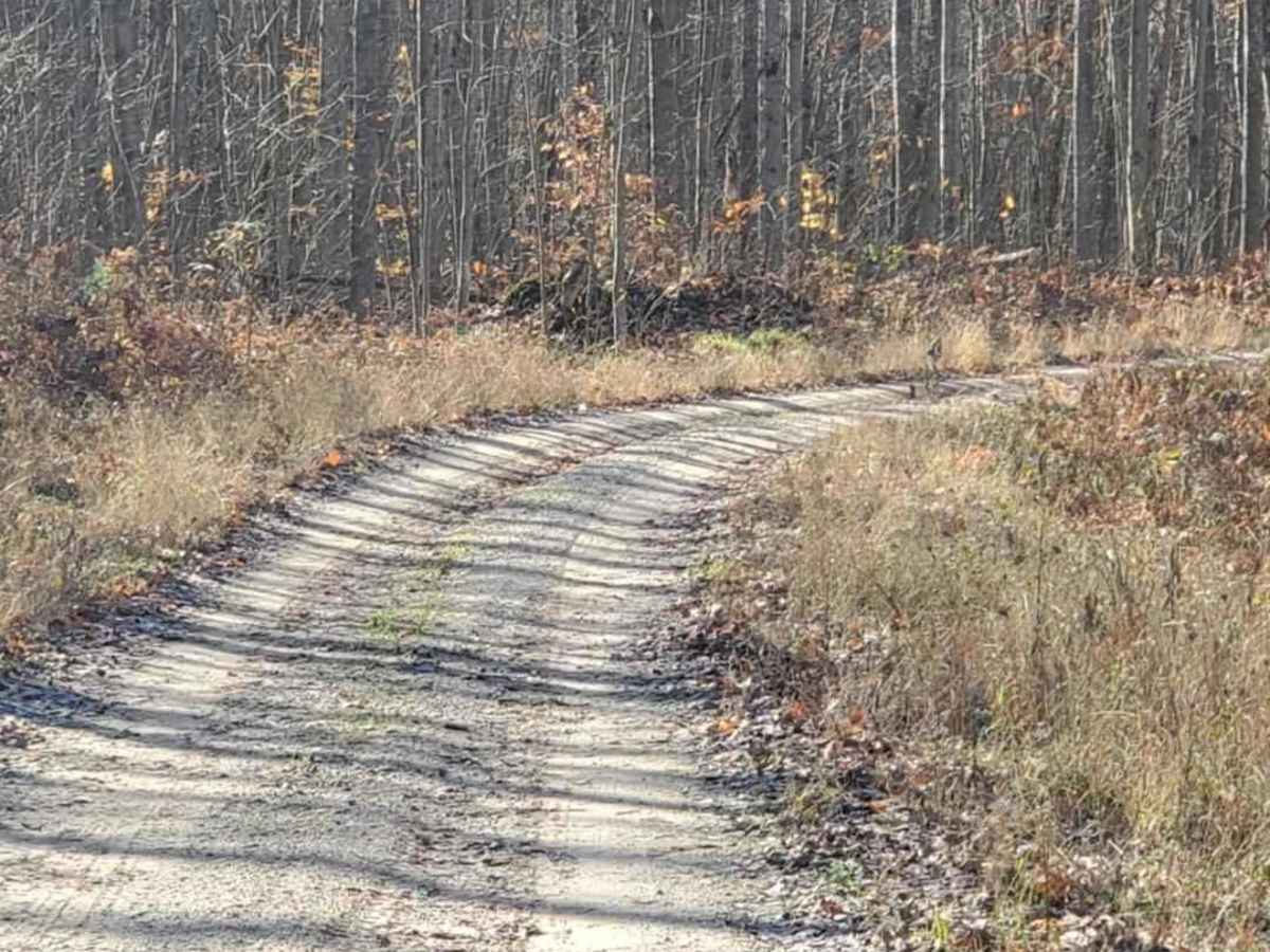 Trail 7322 photo 2