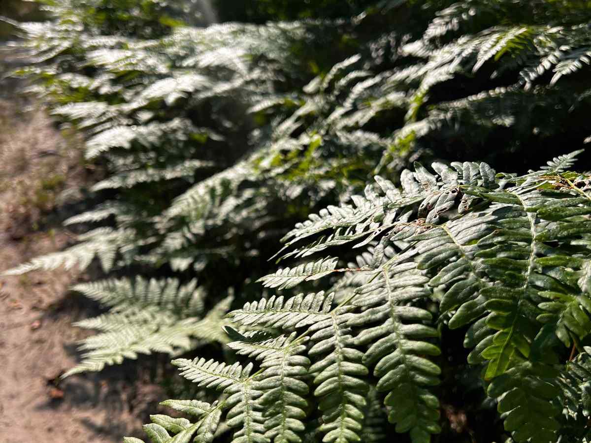 Where the Green Fern Grows Trail photo 5