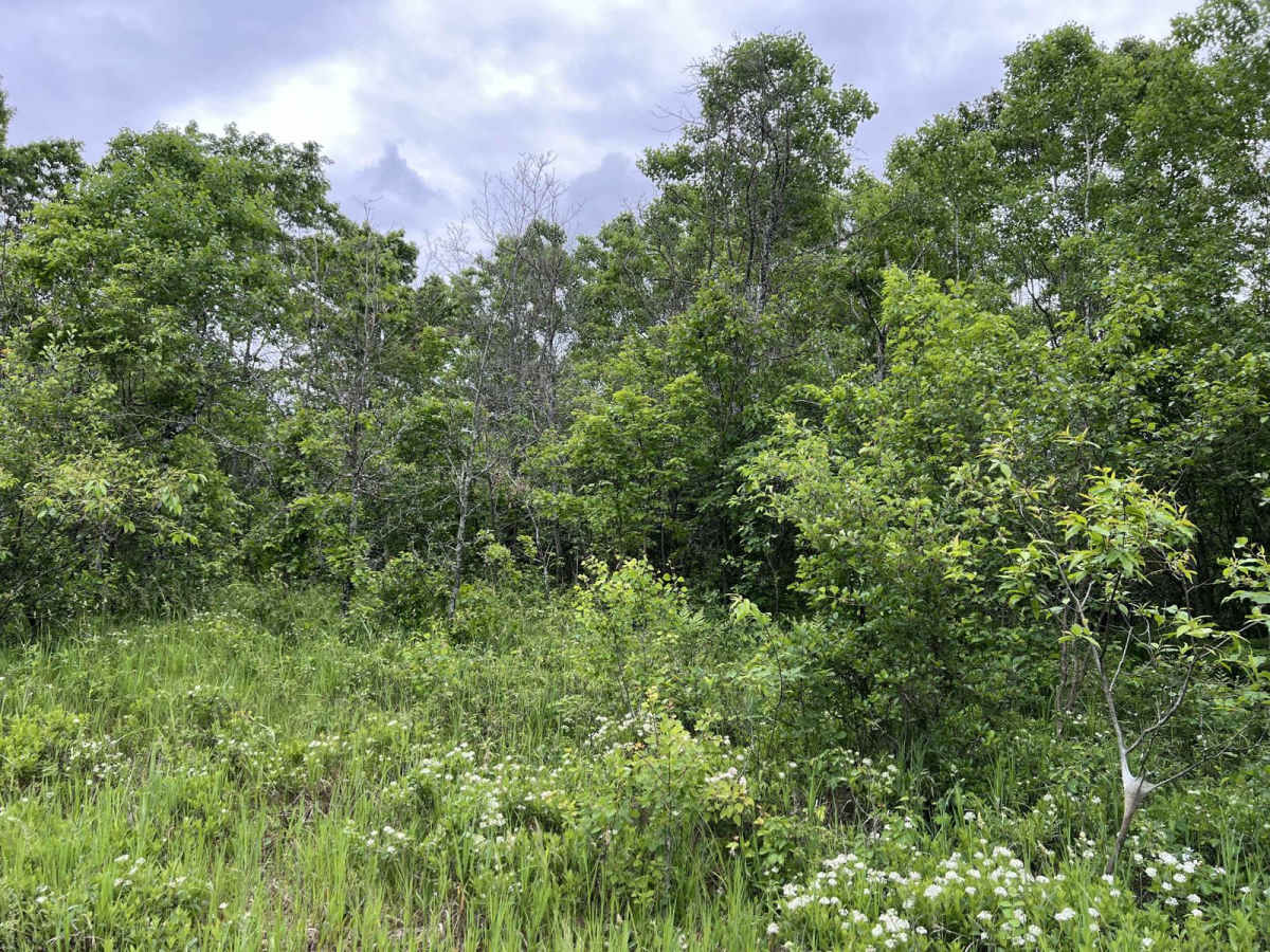 Hill to Granholm photo 4