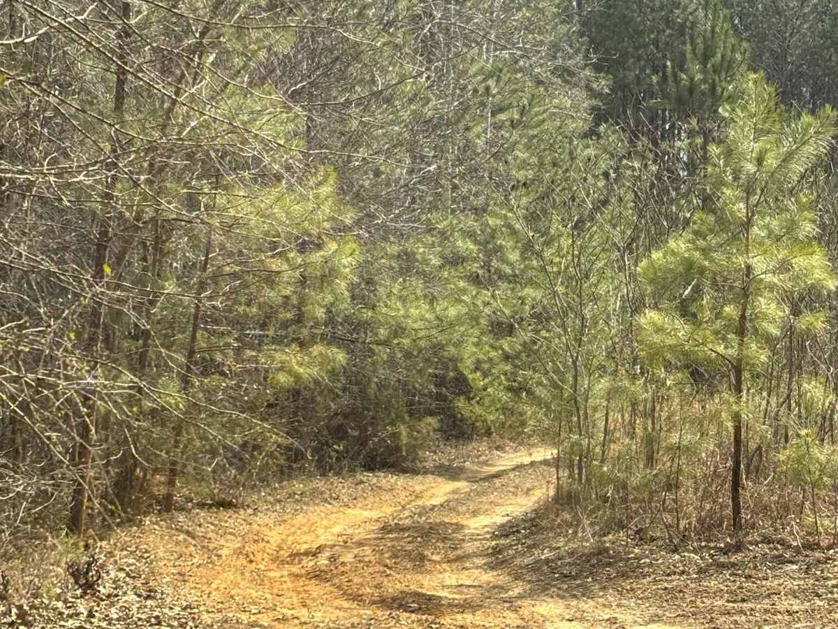409C trail photo