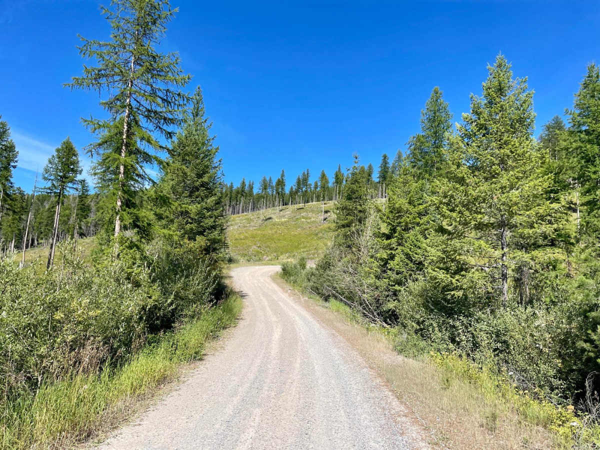 Wild Bill Creek trail photo