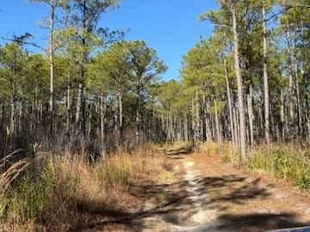 Pettiford Creek Trail 1 photo 6
