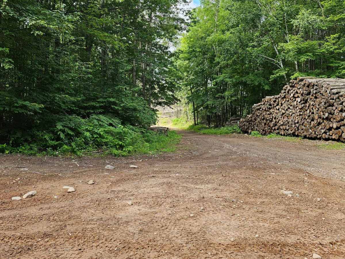 Bloomer County Forest Trail photo 4