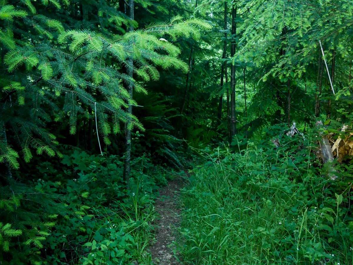 Fern Gully #49 photo 3