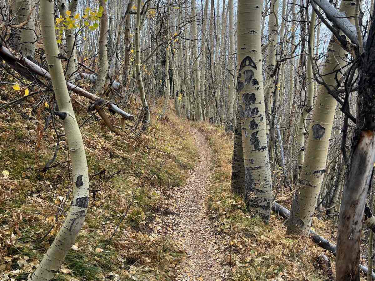 Double Top Trail #405 photo 3