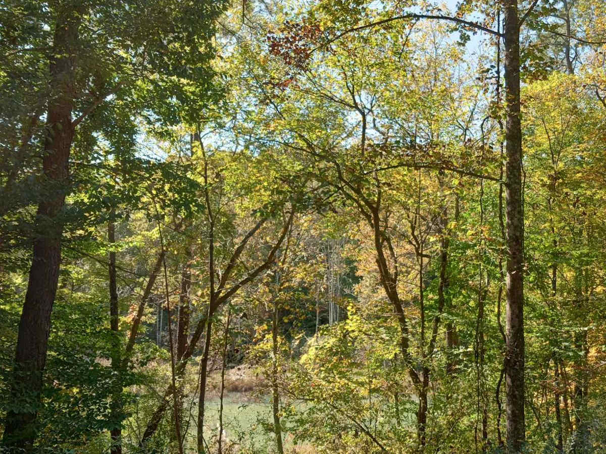 Brady Road trail photo