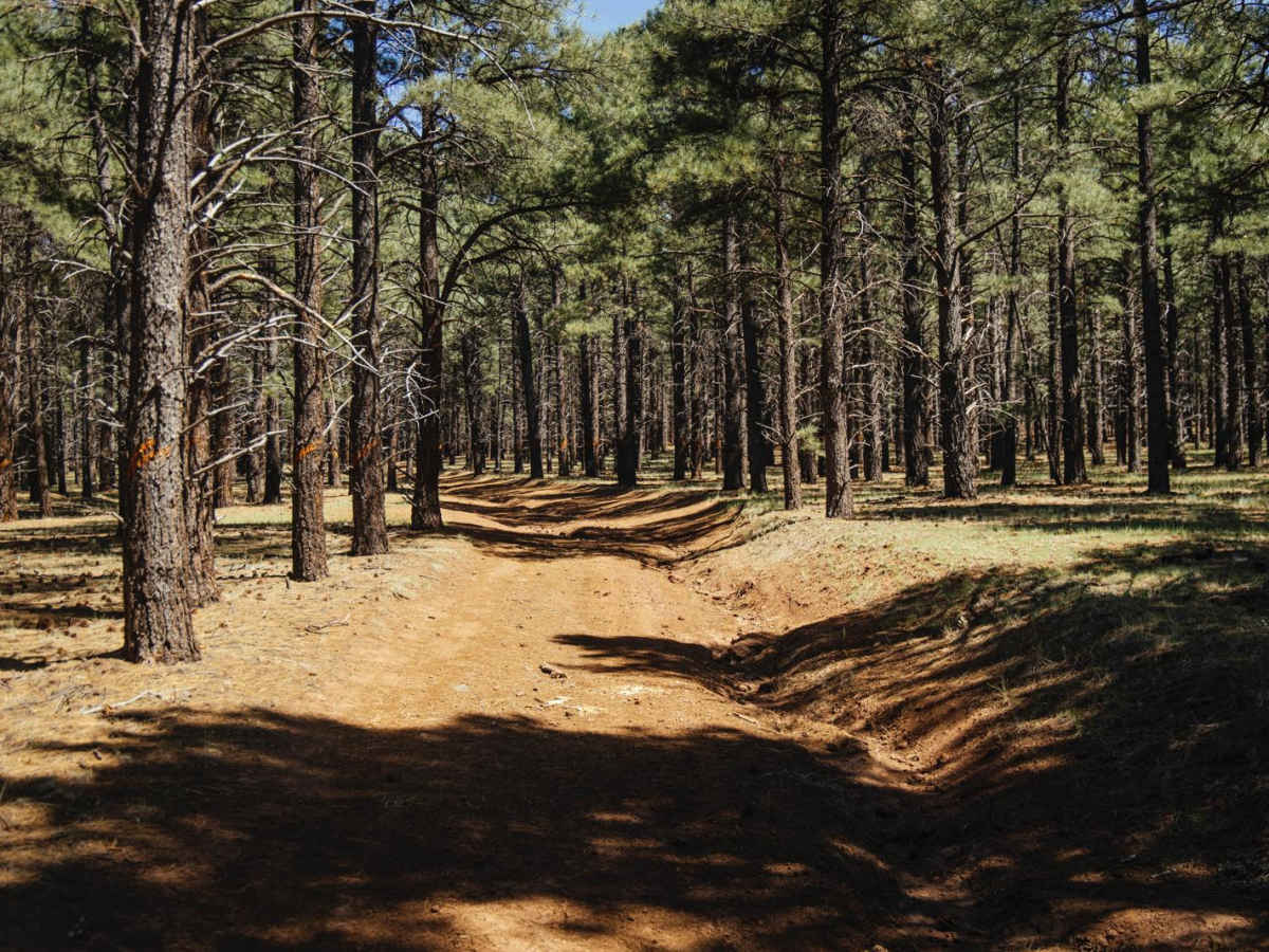 Wooded Trail photo 2