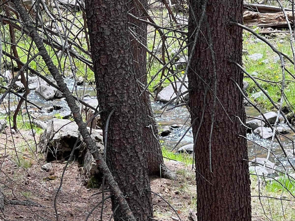 FR 317 Hey Bear? photo 2