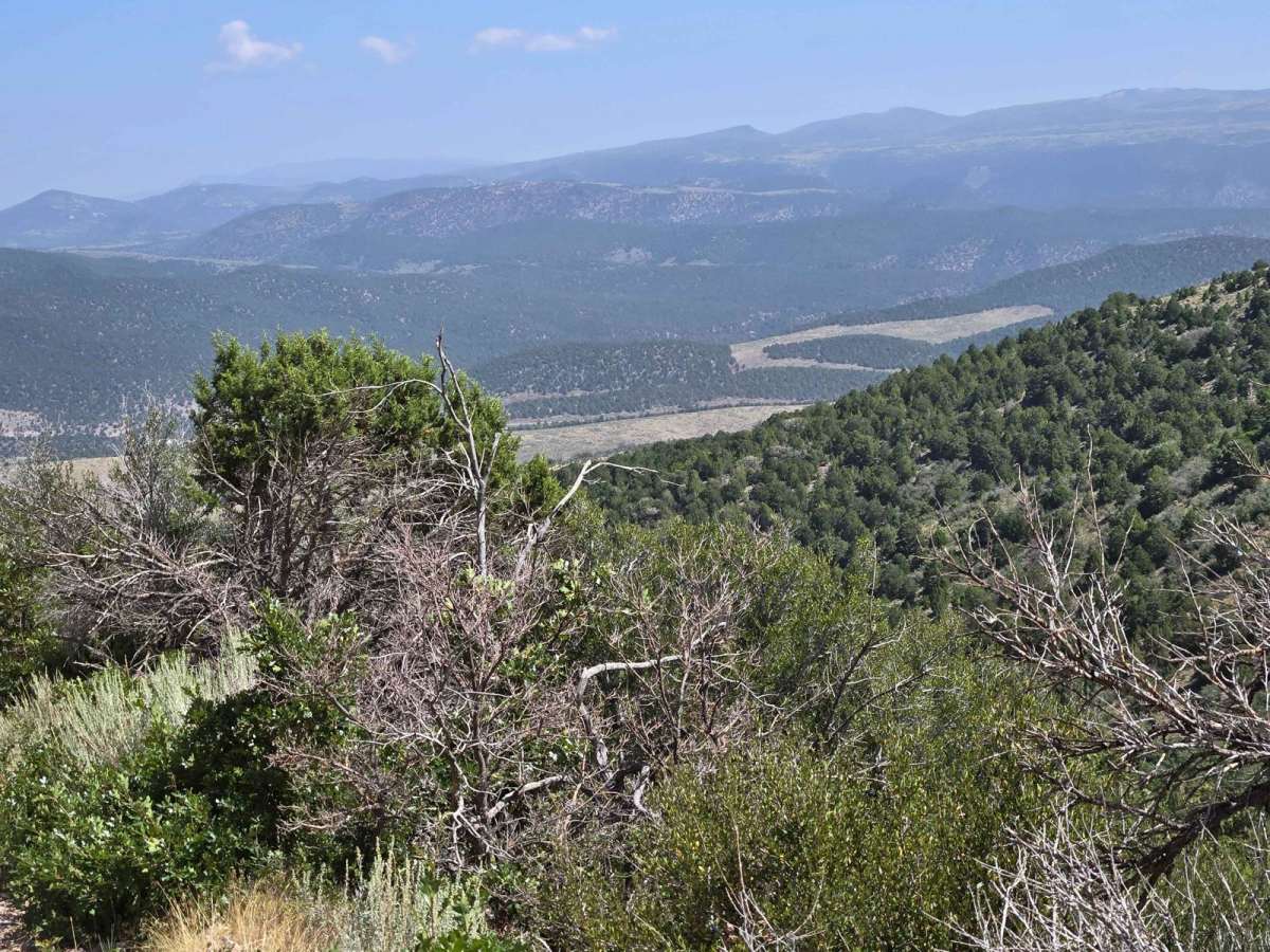 Forest Service 114 photo 3