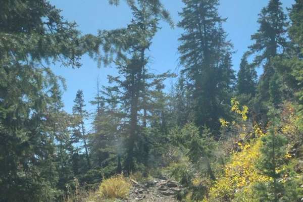 Cedar Hollow West 1 FS 80199