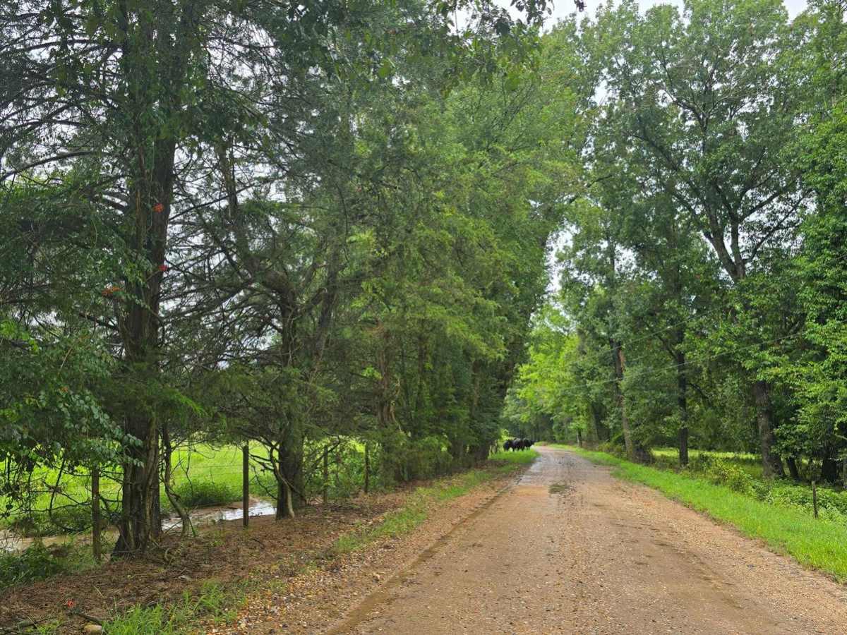 Highway 355 To Nacatoch Ravines photo 3