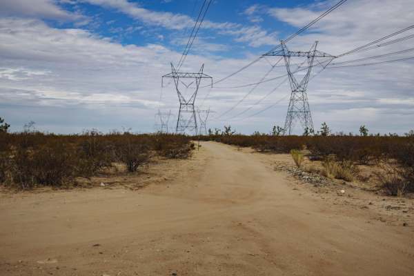 Electric Alien Trees