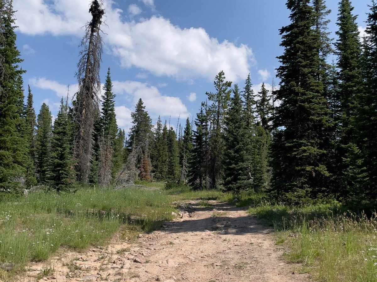 Pit & Page S14 (FR 80930) trail photo