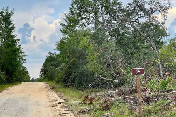 Ocala National Forest | Trail 5