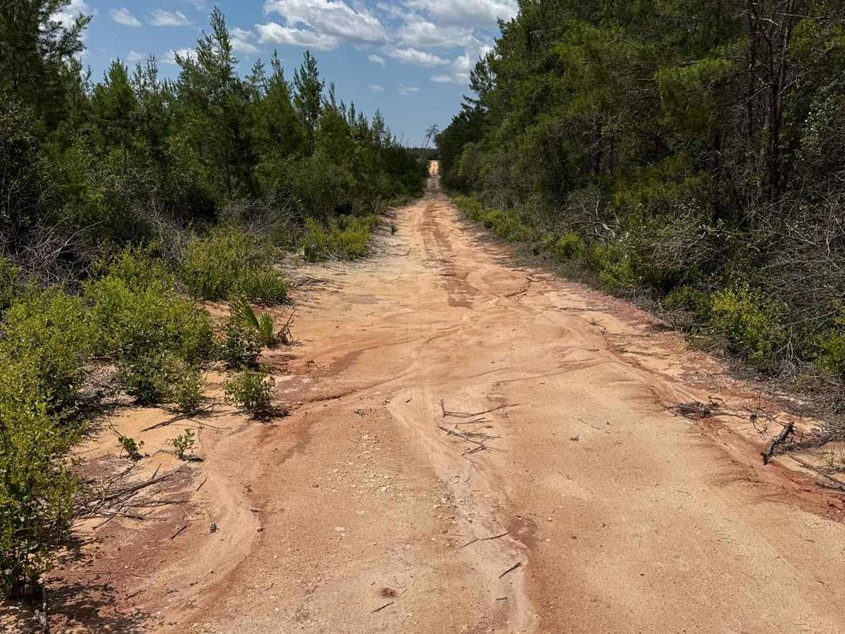 Ocala National Forest 40-15.7 photo 2
