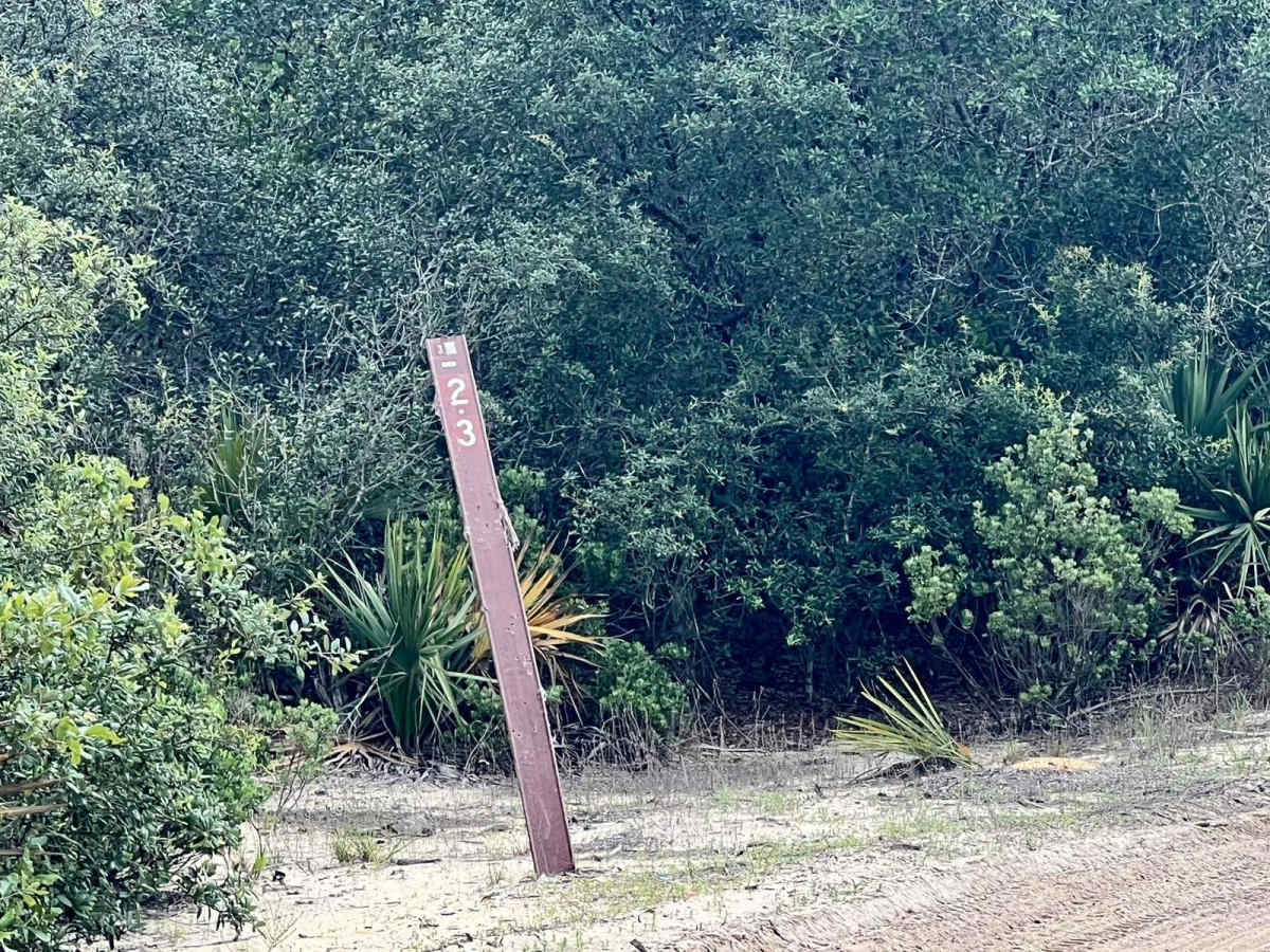 Ocala National Forest | Trail 38-2.3 trail photo