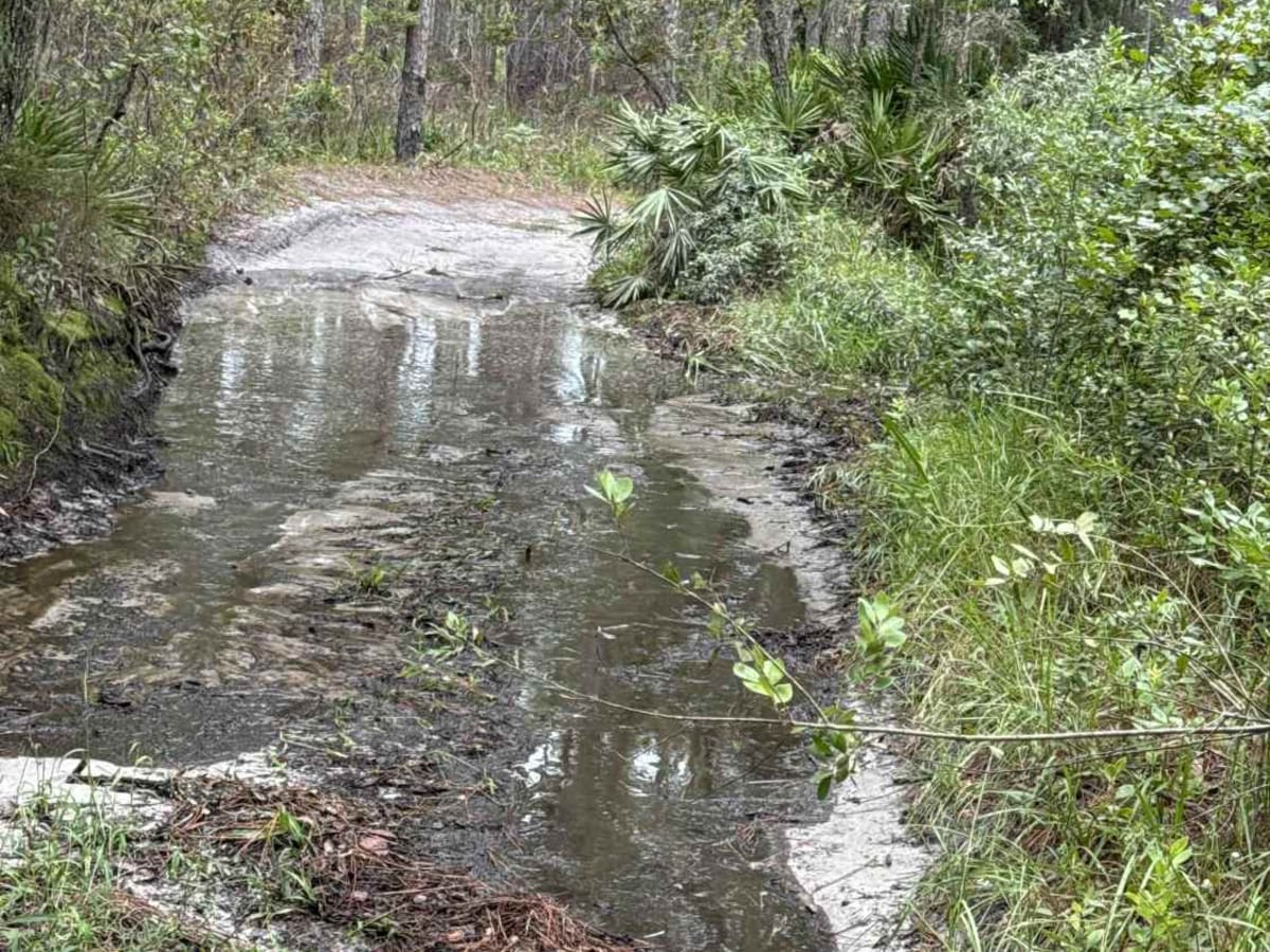 Ocala National Forest 24ST 3.2A2 photo 5