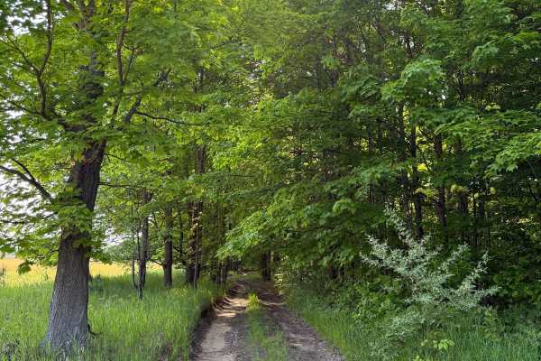 Brush Field Trail