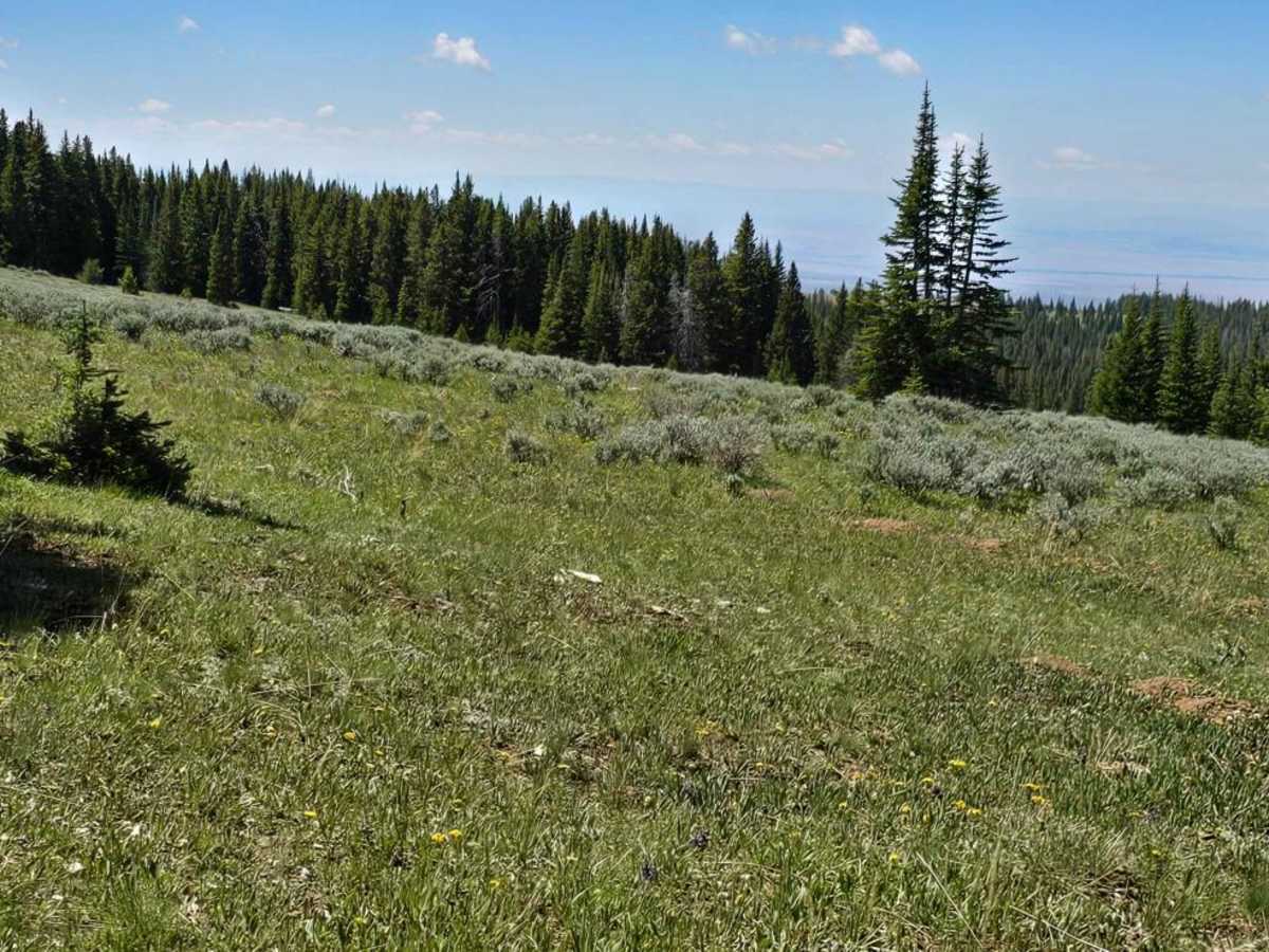 Grouse Creek Overlook Spur photo 4