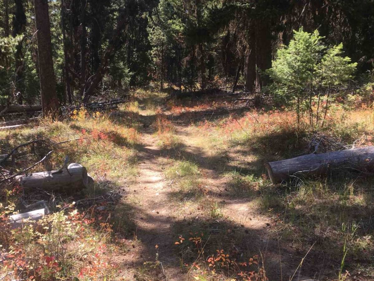 SCOP-12 photo 3
