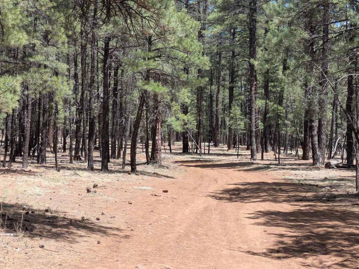 Lost Pines Cutoff FS 6149 photo 6
