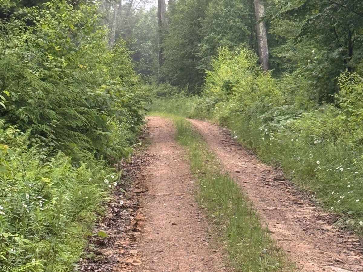 Fork Hill Road photo 6