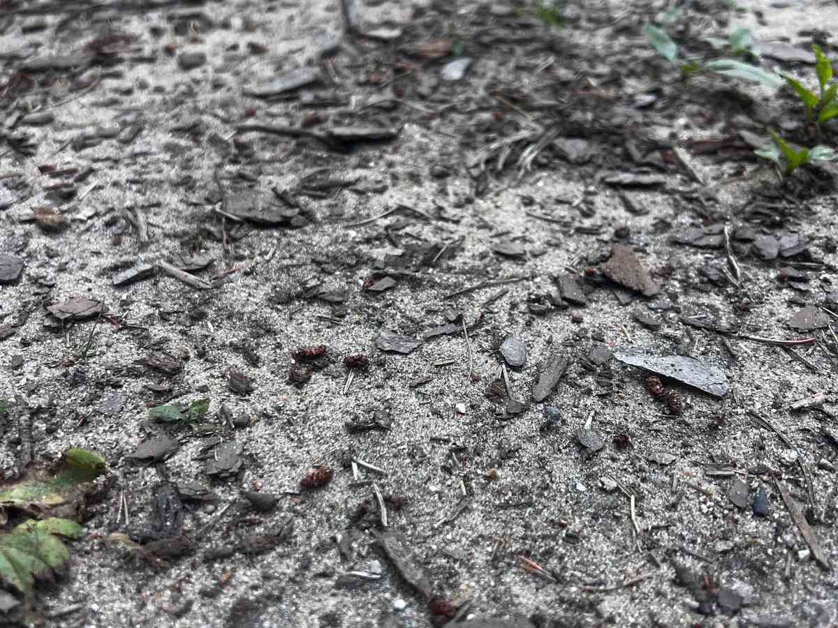 Spider Leg Trail photo 2