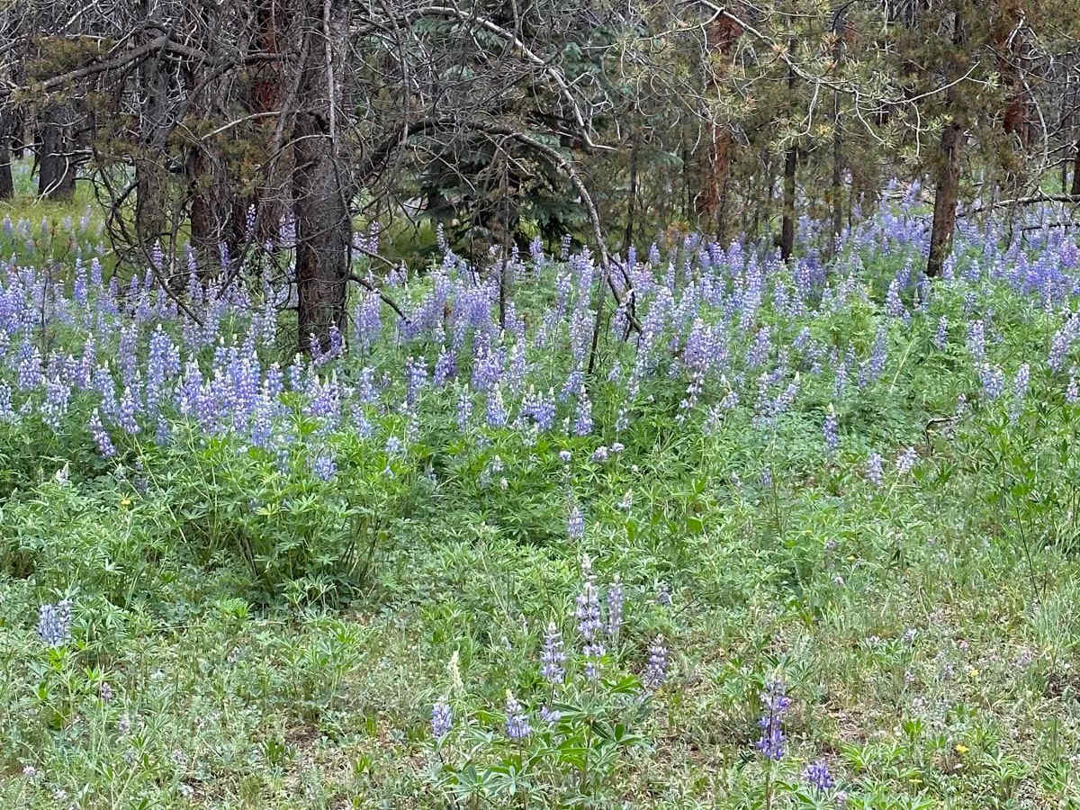 FS 7561C Purple Lupine Shortcut trail photo