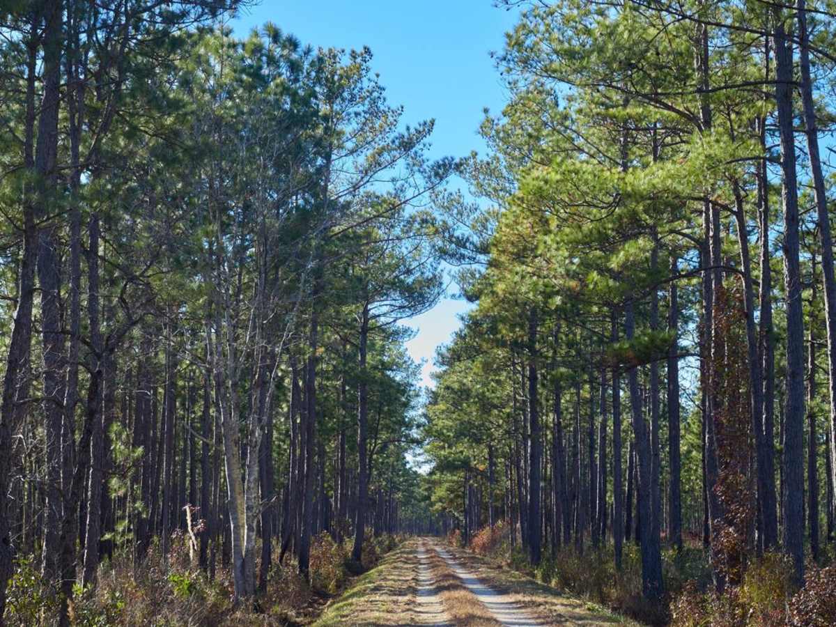 Murrell Tract - Part 2 - FSR220 trail photo