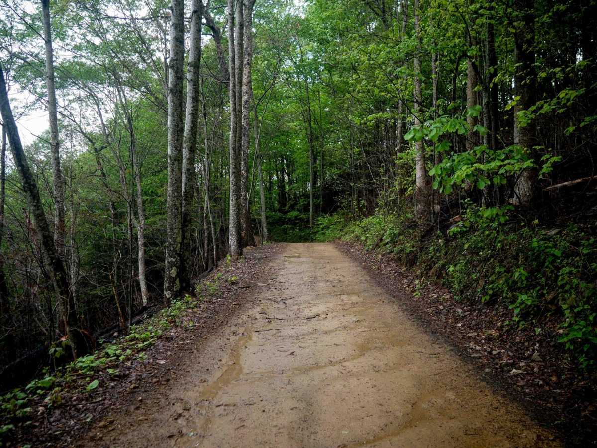 RH 50 photo 2