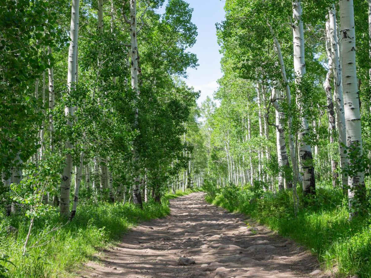 Heber Mtn (FR 70096) photo 5