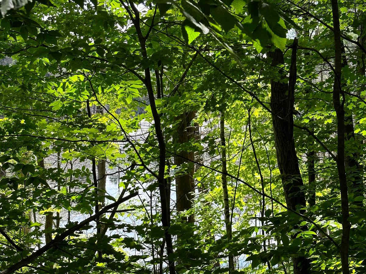 Rayle Road Part 2 trail photo