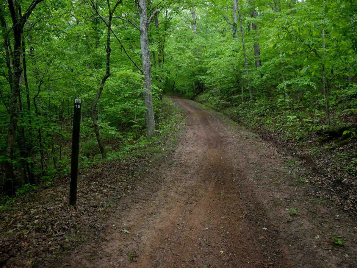 T16 trail photo