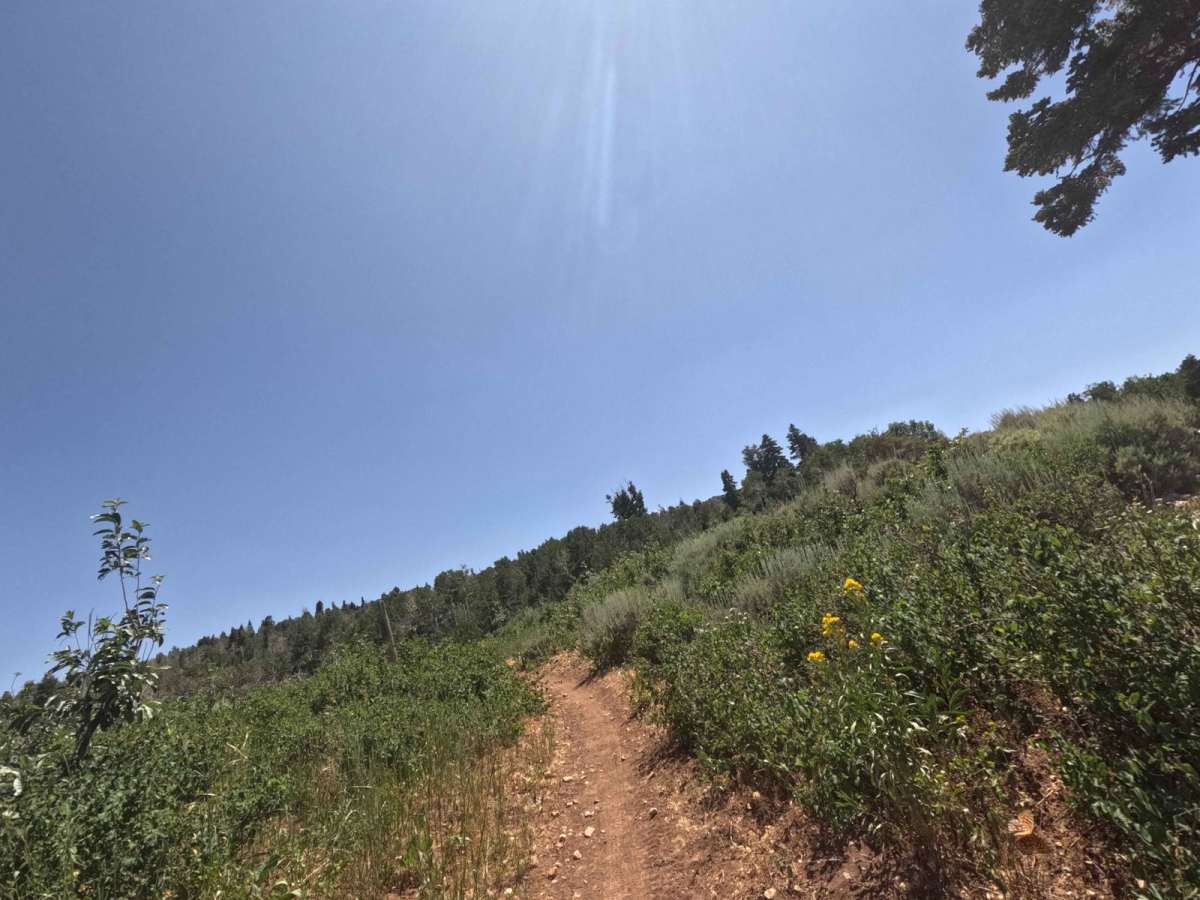 Frank Young Canyon - FS 8097 photo 6