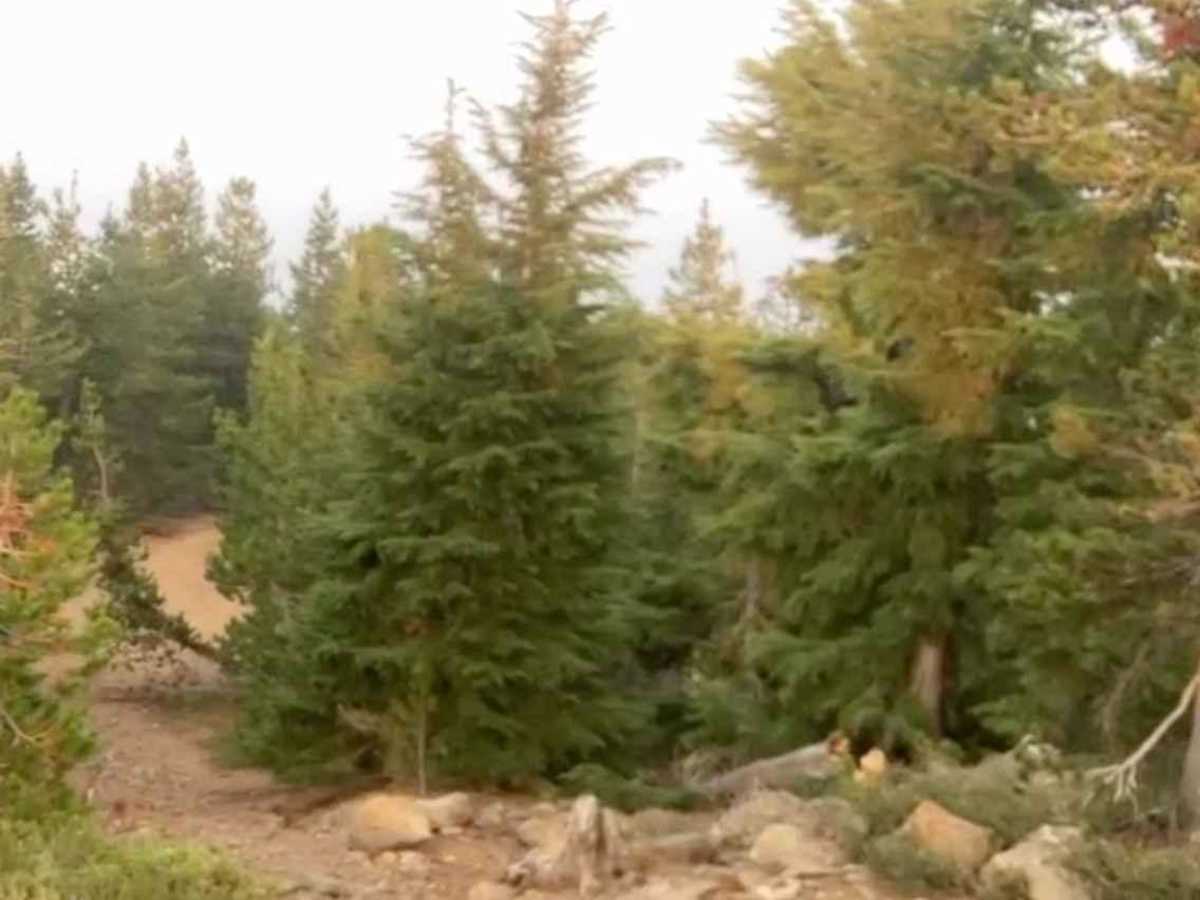 Cultus Mountain Trail photo 2