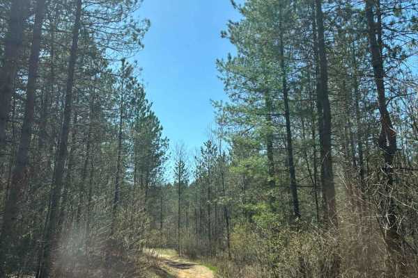 Forest Road 2259