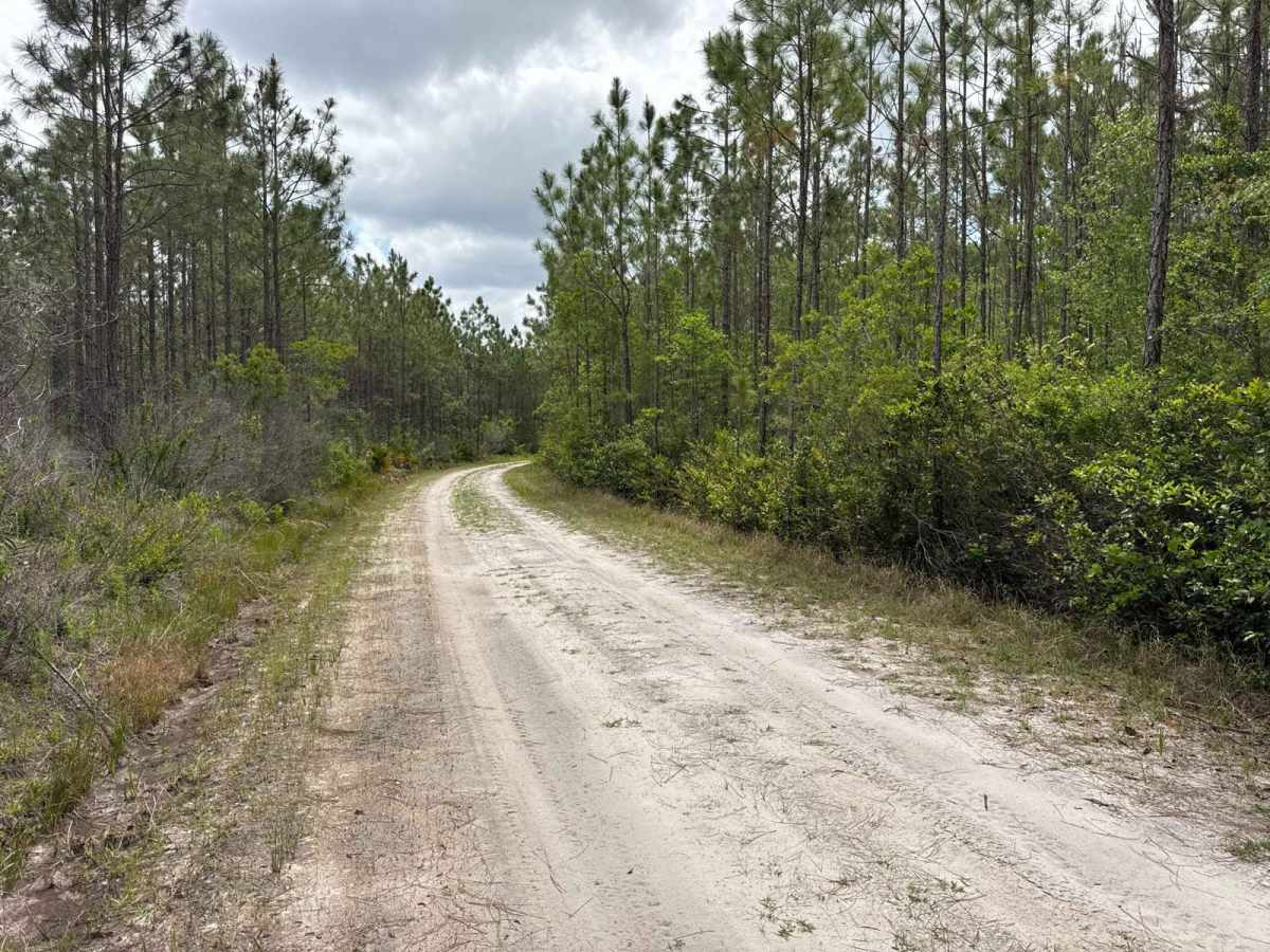 Mule Lot  - Osceola NF 279 photo 5